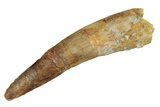 Fossil Spinosaurus Tooth - Real Dinosaur Tooth #264808-1